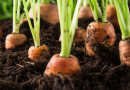 Kỹ thuật trồng cà rốt đơn giản nhất tại nhà