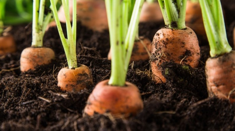 Kỹ thuật trồng cà rốt đơn giản nhất tại nhà
