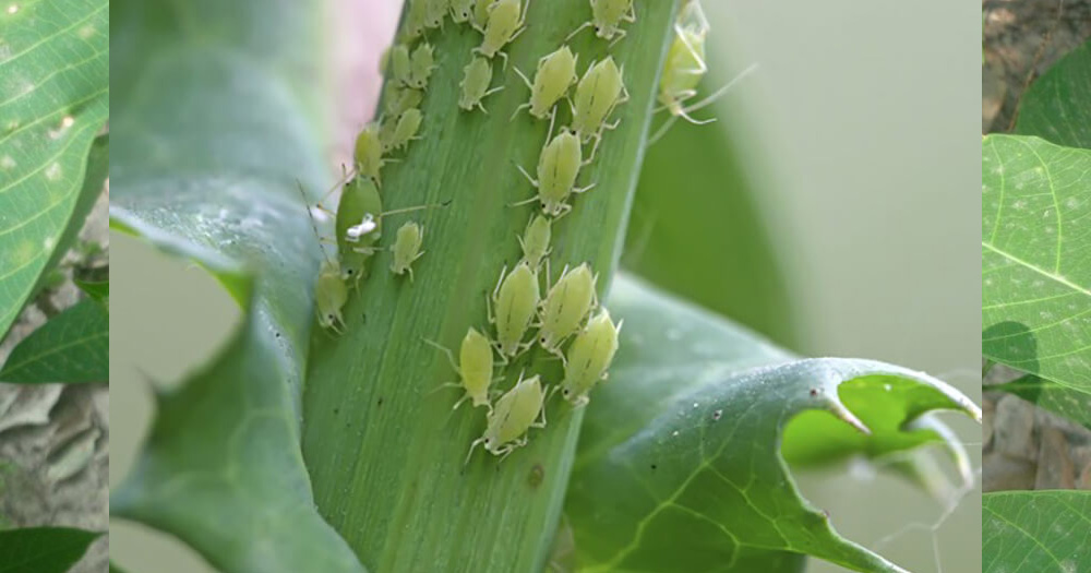 Bọ rầy, rệp gây hại ở cây trồng