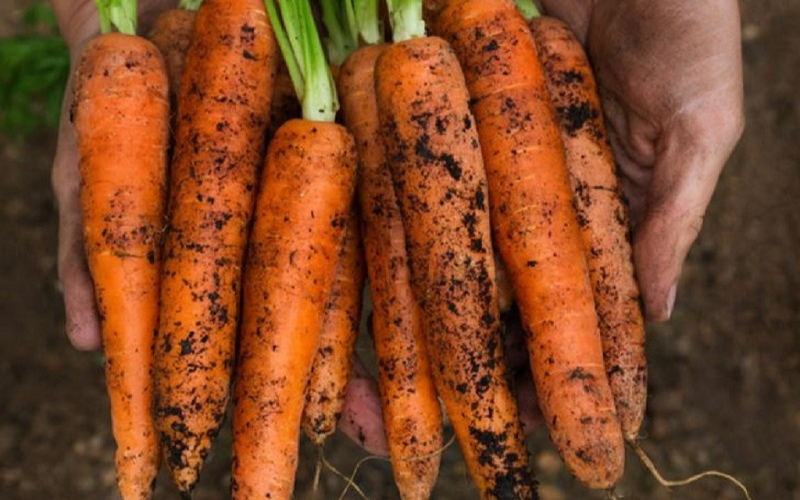 Thời điểm lý tưởng để trồng cà rốt